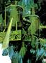 aa
