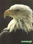 aa