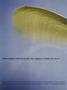 aa