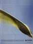 aa