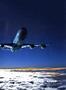 aa