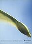 aa