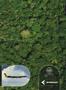 aa