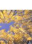 aa